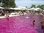 Tinte de colores para piscinas y spas